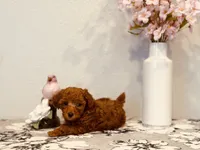 Female AKC tiny, a female Poodle - Toy  for sale in North Highlands, CA – 4 of 6