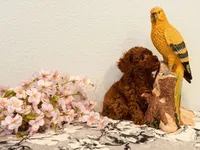 AKC male tiny, a male Poodle - Toy  for sale in North Highlands, CA – 4 of 9