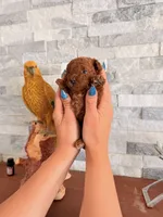 Female tea cup poodle AKC, a female Poodle - Toy  for sale in North Highlands, CA – 3 of 3