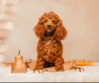 Female AKC tiny, a female Poodle - Toy  for sale in North Highlands, CA – 5 of 6