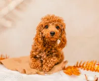 Female AKC tiny, a female Poodle - Toy  for sale in North Highlands, CA – 6 of 6