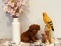 AKC male tiny, a male Poodle - Toy  for sale in North Highlands, CA – 5 of 9