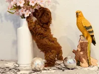 AKC male tiny, a male Poodle - Toy  for sale in North Highlands, CA – 9 of 9