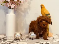 AKC male tiny, a male Poodle - Toy  for sale in North Highlands, CA – 7 of 9