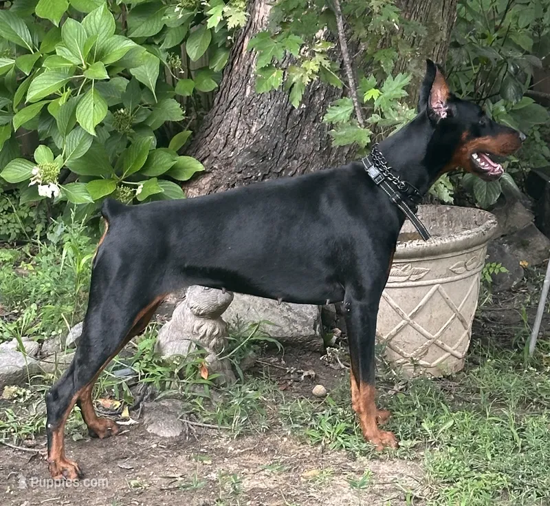Ryp – Doberman Pinscher puppy for sale in Salem, NJ