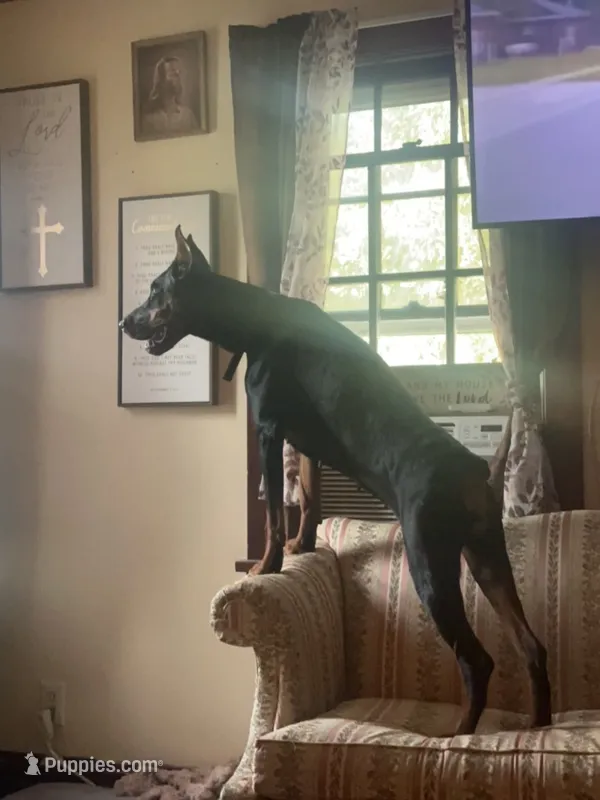 Ryp – Doberman Pinscher puppy for sale in Salem, NJ