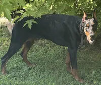 Ryp, a female Doberman Pinscher for sale in Salem, NJ – 2 of 3