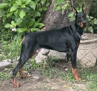 Ryp, a female Doberman Pinscher for sale in Salem, NJ – 3 of 3