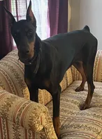 Ryp, a female Doberman Pinscher for sale in Salem, NJ – 3 of 3