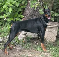 Ryp, a female Doberman Pinscher for sale in Salem, NJ – 2 of 3