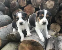 processed/e35157c5-8396-4feb-af74-a35932a6bd31/facility/eb52f0ad-9d82-486a-8466-2c973eb40187