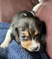 Female 4, a female Beagle for sale in Le Roy, NY – 4 of 8