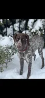Female Red Collar, a female German Shorthaired Pointer for sale in Le Roy, NY – Photo 9 of 10