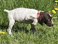 Female Red Collar, a female German Shorthaired Pointer for sale in Le Roy, NY – Photo 4 of 10