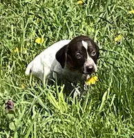 Female Red Collar, a female German Shorthaired Pointer for sale in Le Roy, NY – Photo 3 of 10