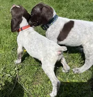 Female Red Collar, a female German Shorthaired Pointer for sale in Le Roy, NY – Photo 2 of 10