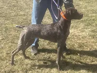 Female Red Collar, a female German Shorthaired Pointer for sale in Le Roy, NY – Photo 8 of 10