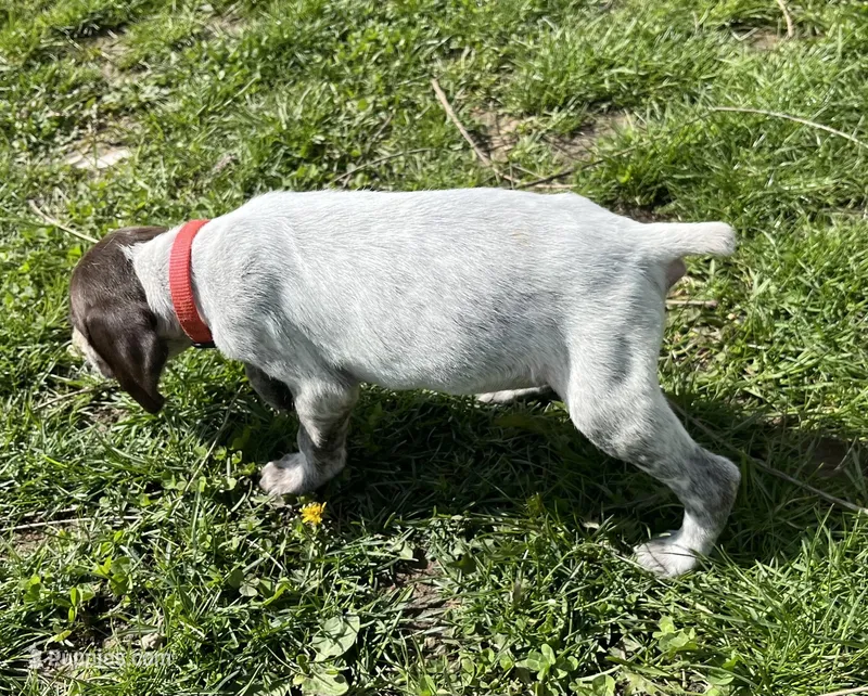 Female Red Collar – German Shorthaired Pointer puppy for sale in Le Roy, NY