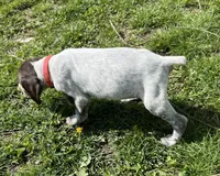 Female Red Collar, a female German Shorthaired Pointer for sale in Le Roy, NY – Photo 1 of 10