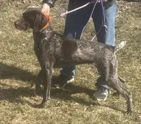 Female Red Collar, a female German Shorthaired Pointer for sale in Le Roy, NY – Photo 7 of 10