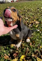Faith orange, a male Beagle for sale in Le Roy, NY – 4 of 10