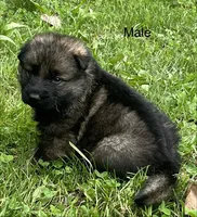 Male Shilo/Germam, a male German Shepherd Dog for sale in Le Roy, NY – 4 of 10