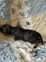 Male 2, a male Chiweenie for sale in Le Roy, NY – 10 of 10