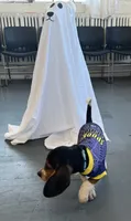 Male blue collar, a male Beagle for sale in Le Roy, NY – 3 of 10