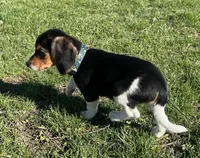 Female spot collar, a female Beagle for sale in Le Roy, NY – Photo 5 of 6