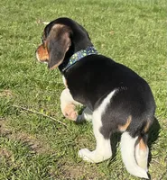 Female spot collar, a female Beagle for sale in Le Roy, NY – Photo 3 of 6