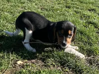 Female spot collar, a female Beagle for sale in Le Roy, NY – Photo 2 of 6