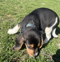 Female spot collar, a female Beagle for sale in Le Roy, NY – Photo 4 of 6