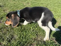 Female spot collar, a female Beagle for sale in Le Roy, NY – Photo 6 of 6