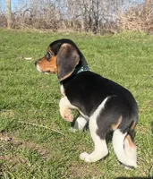 Female spot collar, a female Beagle for sale in Le Roy, NY – Photo 1 of 6