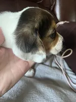 Angel male, a male Beagle for sale in Le Roy, NY – 2 of 10