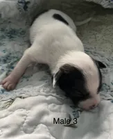 Male 3, a male Chiweenie for sale in Le Roy, NY – 4 of 8