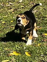 Faith Black, a male Beagle for sale in Le Roy, NY – 6 of 10