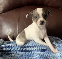 Male 3, a male Chiweenie for sale in Le Roy, NY – 2 of 9