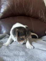 Angel male, a male Beagle for sale in Le Roy, NY – 5 of 10