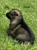 Male Shilo/Germam, a male German Shepherd Dog for sale in Le Roy, NY – 6 of 10
