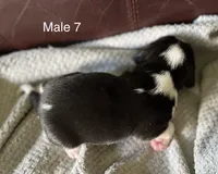 Male 7, a male Beagle for sale in Le Roy, NY – 6 of 6