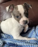 Male 3, a male Chiweenie for sale in Le Roy, NY – 9 of 9