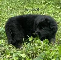 Female 6, a female German Shepherd Dog for sale in Le Roy, NY – 3 of 10