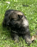Female 4, a female German Shepherd Dog for sale in Le Roy, NY – 2 of 9