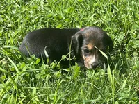 Female 1, a female Beagle for sale in Le Roy, NY – 2 of 9
