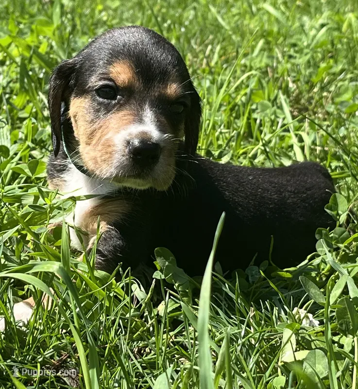 Male 3 – Beagle puppy for sale in Le Roy, NY
