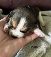 Male 6, a male Beagle for sale in Le Roy, NY – 3 of 7