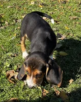 Faith Black, a male Beagle for sale in Le Roy, NY – 5 of 10