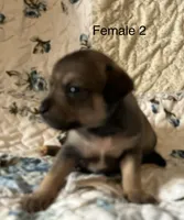 Female 2, a male Chiweenie for sale in Le Roy, NY – 3 of 8