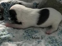 Male 3, a male Chiweenie for sale in Le Roy, NY – 7 of 8